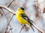 Spot Lesser Goldfinch (Spinus psaltria)