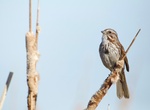 Spot Song Sparrow (Melospiza melodia)