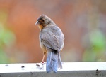 Spot California Towhee (Melozone crissalis)