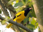 Spot Hooded Oriole (Icterus cucullatus)