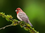 Spot House Finch (Haemorhous mexicanus)
