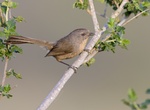Spot Wrentit (Chamaea fasciata)