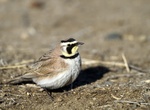 Spot Horned Lark (Eremophila alpestris)