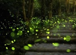 Participate in Fireflies Trek, Rajmachi, India