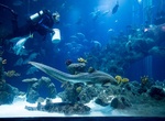 Visit The Deep Aquarium, Hull, England