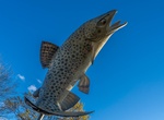 See The Brown Trout in Gore, New Zealand