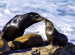 See Seal at La Jolla Cove, La Jolla, California
