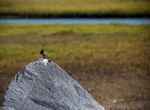 Birding at Tijuana Slough National Wildlife Refuge, California