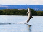 Visit Adelaide Dolphin Sanctuary, South Australia