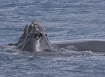 See Southern Right Whales off Nullarbor National Park, South Australia