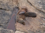 Visit Fur Seal Lookout, Flinders Chase National Park, South Australia