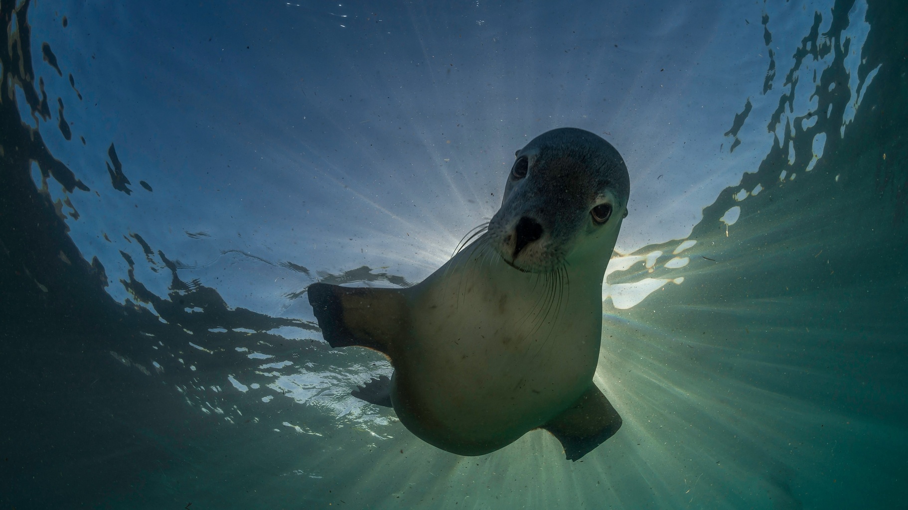 Neptune Islands Conservation Park