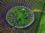 Visit Lavender labyrinth at Cherry Point Farm & Market, Mears, Michigan
