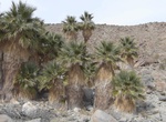 Hike to Travertine Palms, Anza-Borrego Desert State Park, California
