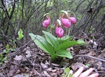 Take Tour at  Pinhook Bog, Indiana Dunes National Park, Indiana