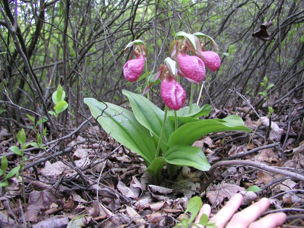 Pinhook Bog