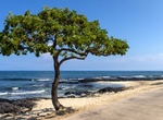 Visit Ho‘okena Beach Park & Kauhakō Bay, Big Island, Hawaii