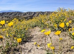 Attend Coachella Valley Wildflower Festival, California