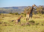 Visit Shamwari Game Reserve, Port Elizabeth, Eastern Cape