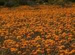 See Wildflowers at Namaqualand Diamond Coast, South Africa