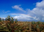 Take Maui Pineapple Tours, Makawao, Hawaii