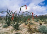 Hike Desert Gardens, Anza-Borrego Desert State Park, California
