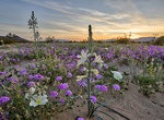 See Wildflowers at Desert Lily Preserve, California