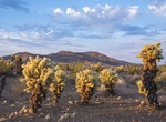 Explore Bigelow Cholla Garden Wilderness, Mojave Trails National Monument, California