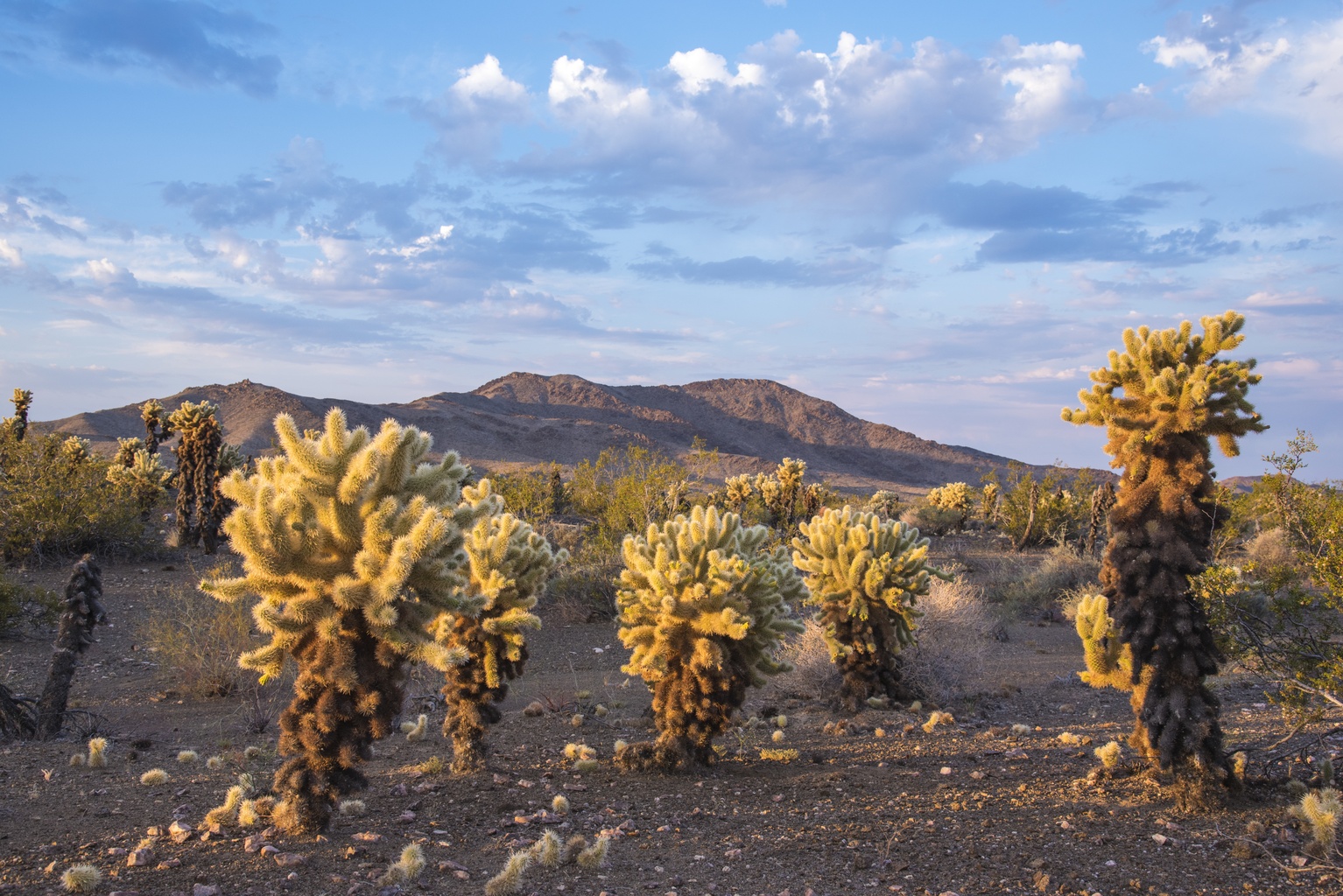 Bigelow Cholla Garden Wilderness