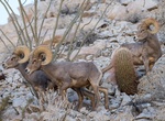 See Desert Bighorn Sheep in the Wild