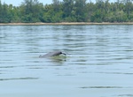 See Irrawaddy Dolphins, Kratie, Cambodia