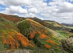 Hike Walker Canyon Poppy Fields, Lake Elsinore, California