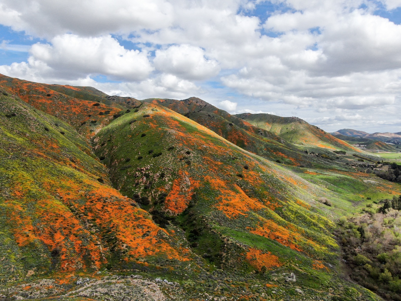 Walker Canyon Poppy Fields