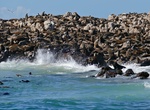 See Cape Fur Seals off Geyser Rock, Gansbaai, South Africa