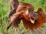 See a Frilled-Necked Lizard