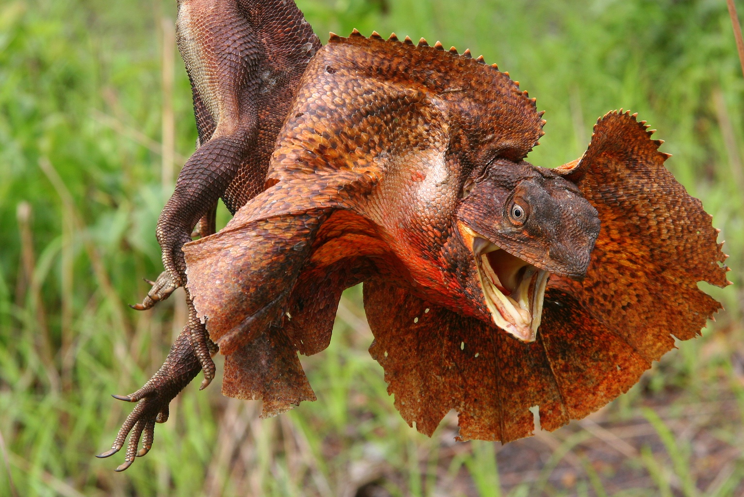 Ruffed Lizard Frilled-Necked Lizard