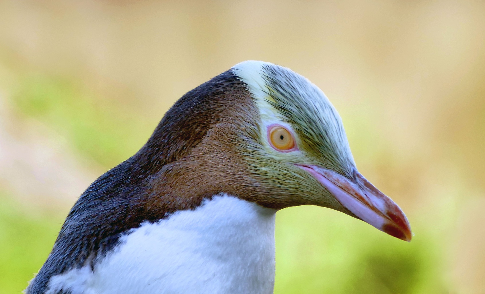 Hoiho (Yellow-Eyed) Penguins in New Zealand