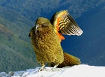 See a Kea Parrot
