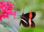 Visit Butterfly Pavilion, Westminster, Colorado
