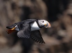 Visit Elliston Puffin Viewing Site, Newfoundland and Labrador