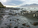 See Penguins & Seals at Gold Harbour, South Georgia