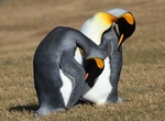 See Penguins on Saunders Island (Falkland Islands)
