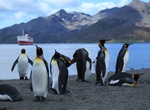 See King Penguins at St Andrews Bay, South Georgia Island