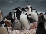 See Gentoo Penguins & Seals on Elephant Island, South Shetland Islands, Antarctica