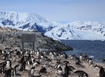 See Gentoo Penguins at Waterboat Point, Antarctica
