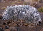 Visit Mauna Kea Silversword Garden, Big Island, Hawaii