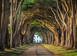 Drive Cypress Tree Tunnel, Inverness, California