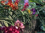 Visit Bai Orchid And Butterfly Farm, Chiang Mai, Thailand