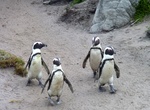 Visit Stony Point Penguin Colony (Betty's Bay), South Africa