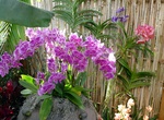 Visit Mae Sa Orchid Farm, Chiang Mai, Thailand